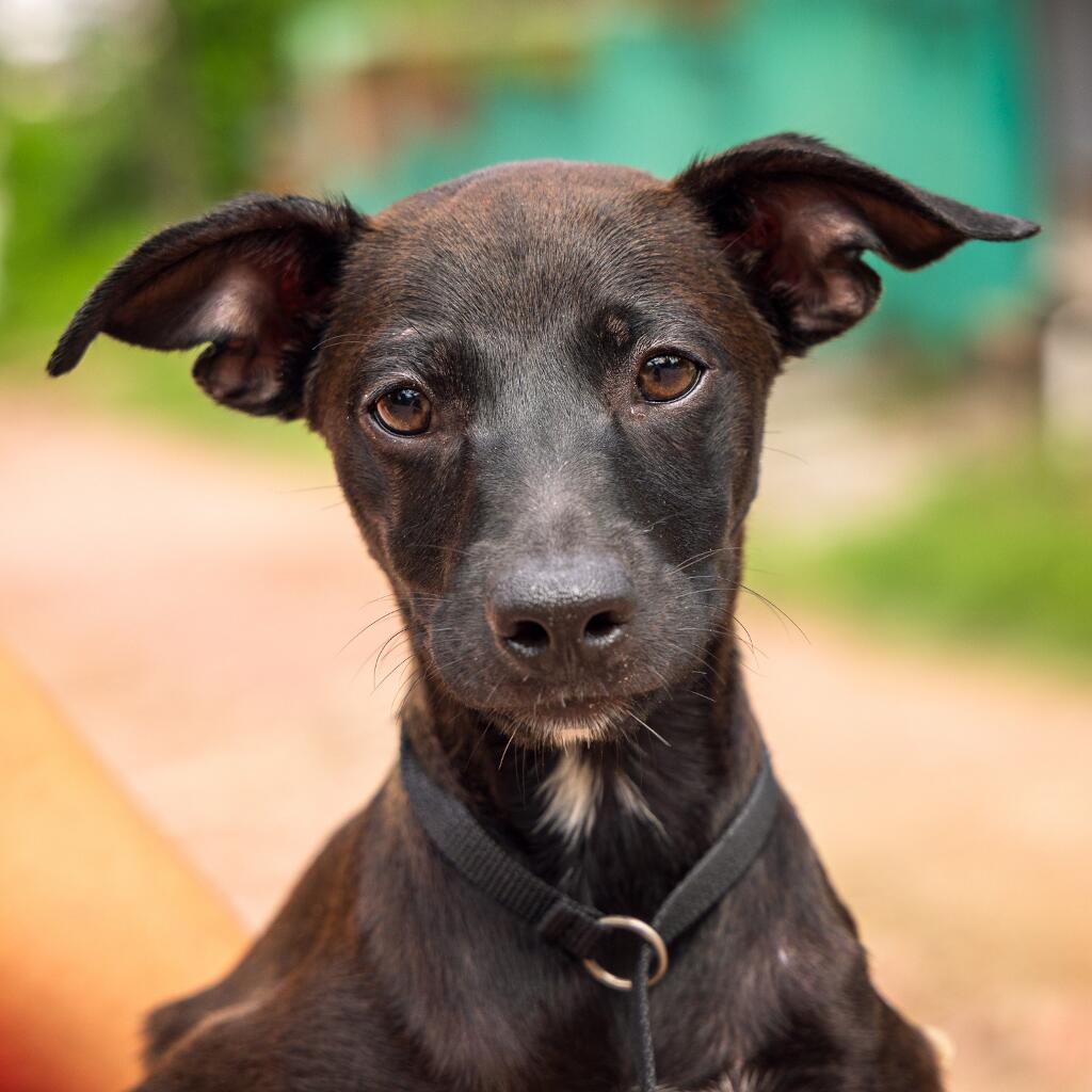 Aquiles - Animal ID: 1819