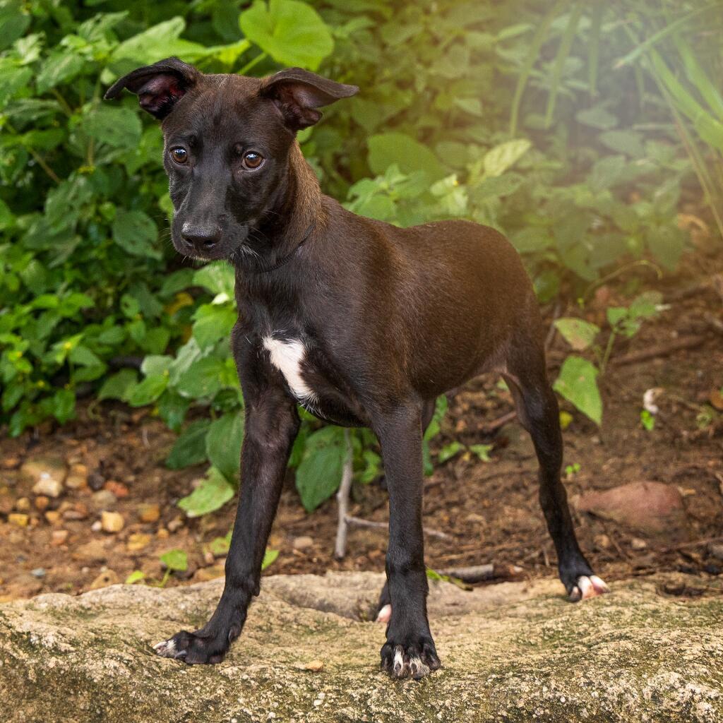 Aquiles - Animal ID: 1819