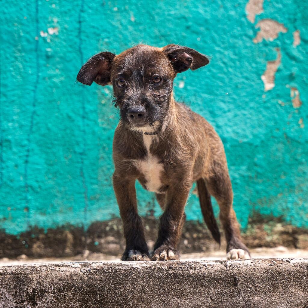 Atenea - Animal ID: 1820