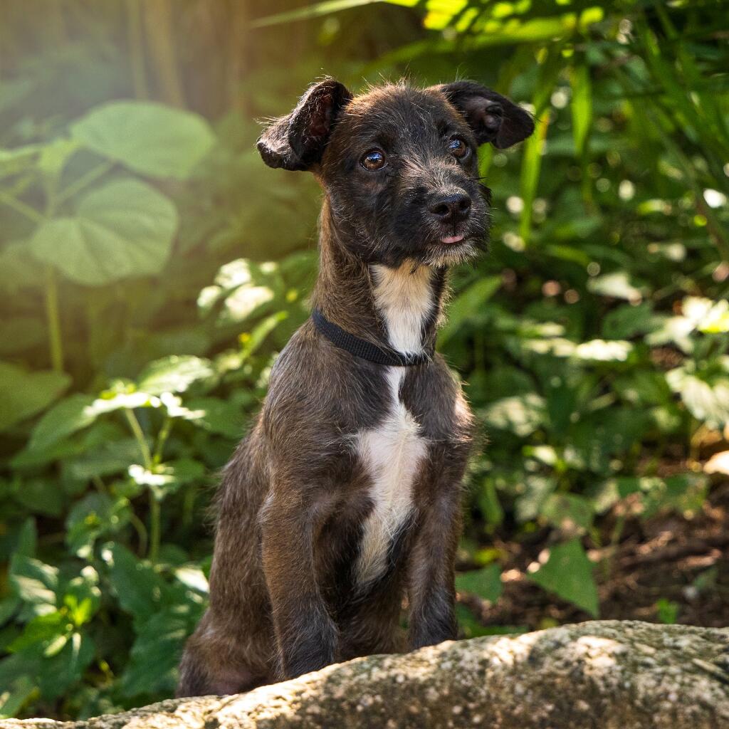 Atenea - Animal ID: 1820