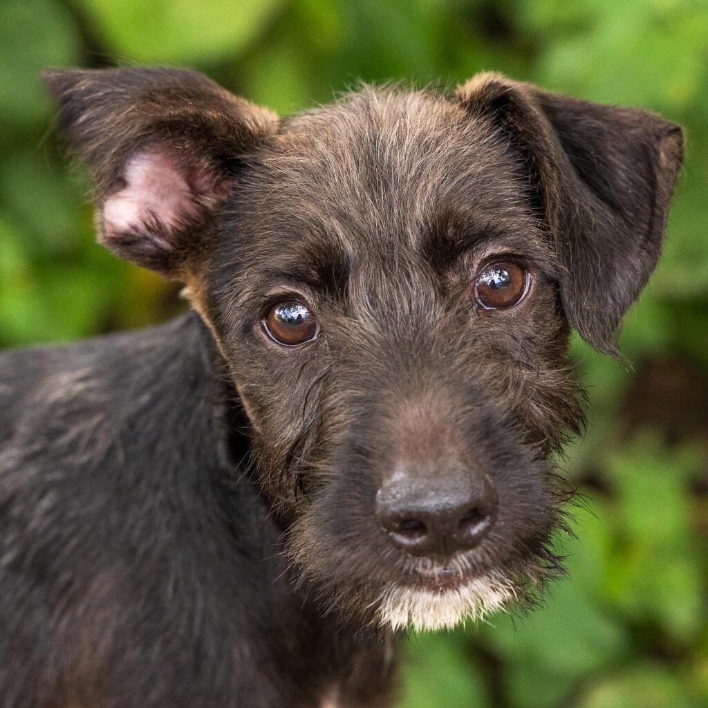 Cronos - Animal ID: 1821