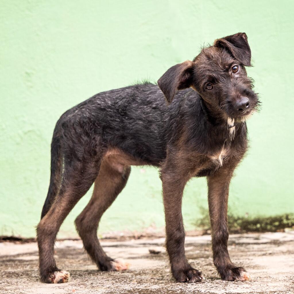 Cronos - Animal ID: 1821