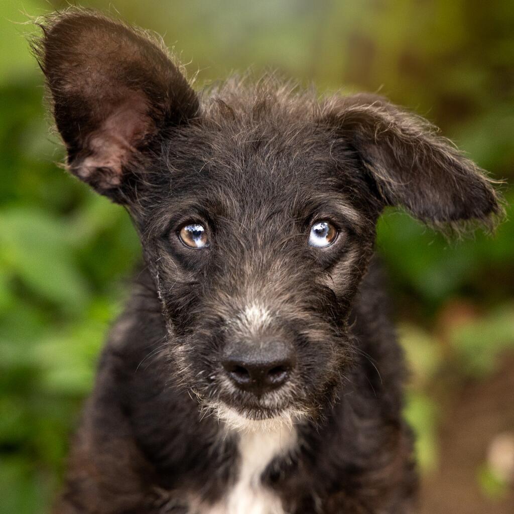 Hades - Animal ID: 1822