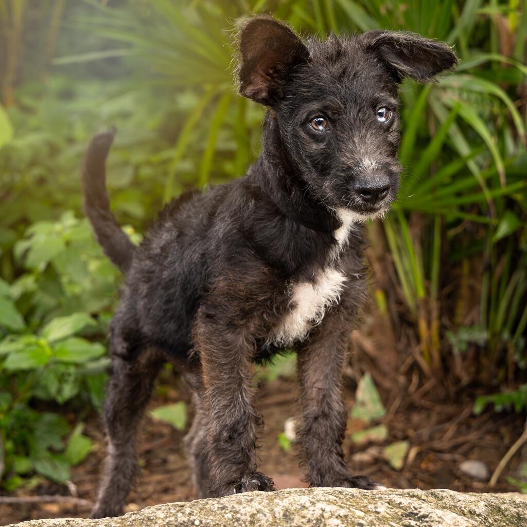 Hades - Animal ID: 1822