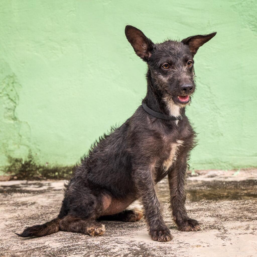 Minerva - Animal ID: 1823