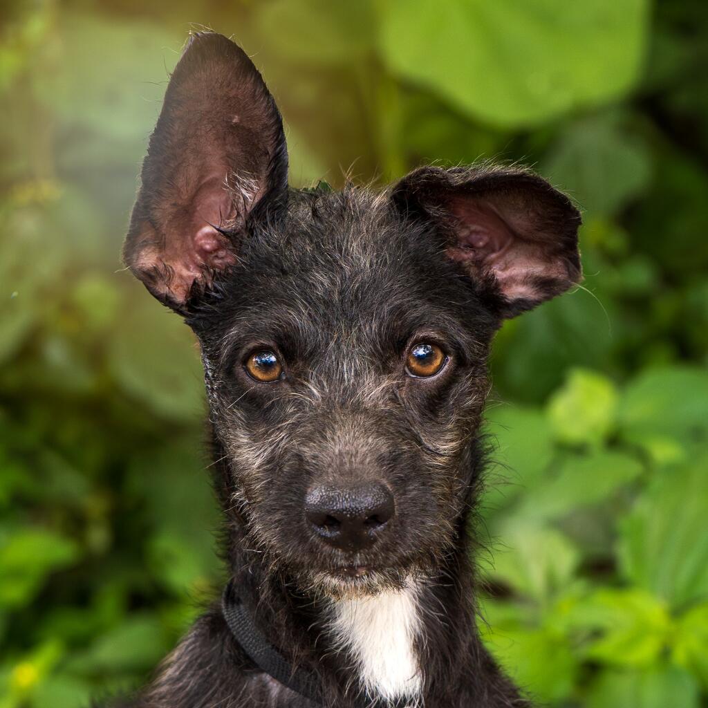 Minerva - Animal ID: 1823