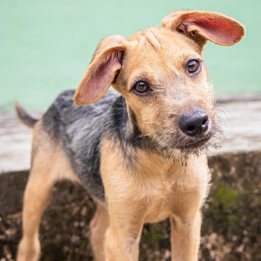 Zeus - Animal ID: 1824