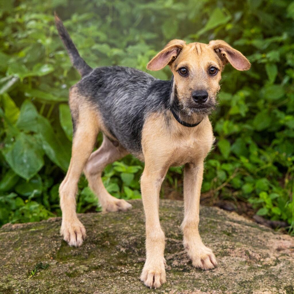 Zeus - Animal ID: 1824