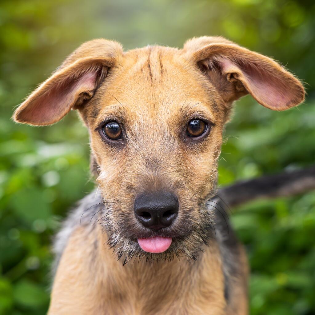 Zeus - Animal ID: 1824