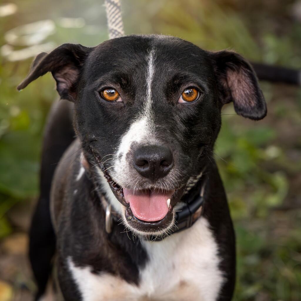 Masha - Animal ID: 1825