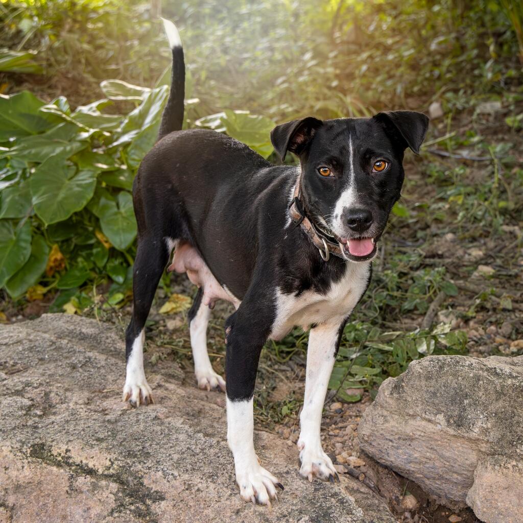 Masha - Animal ID: 1825