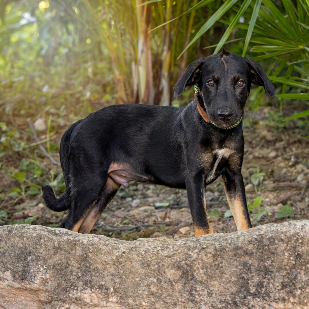 Timothy - Animal ID: 1830