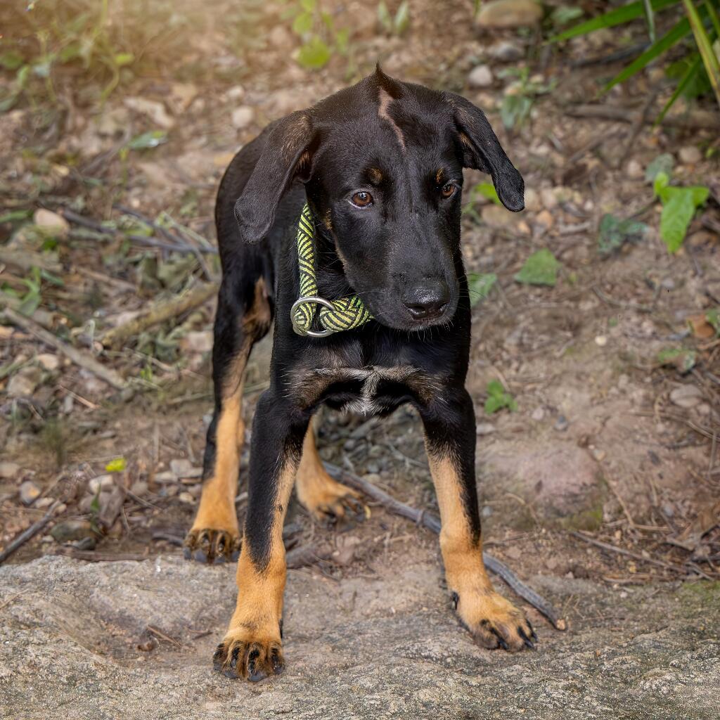 Timothy - Animal ID: 1830