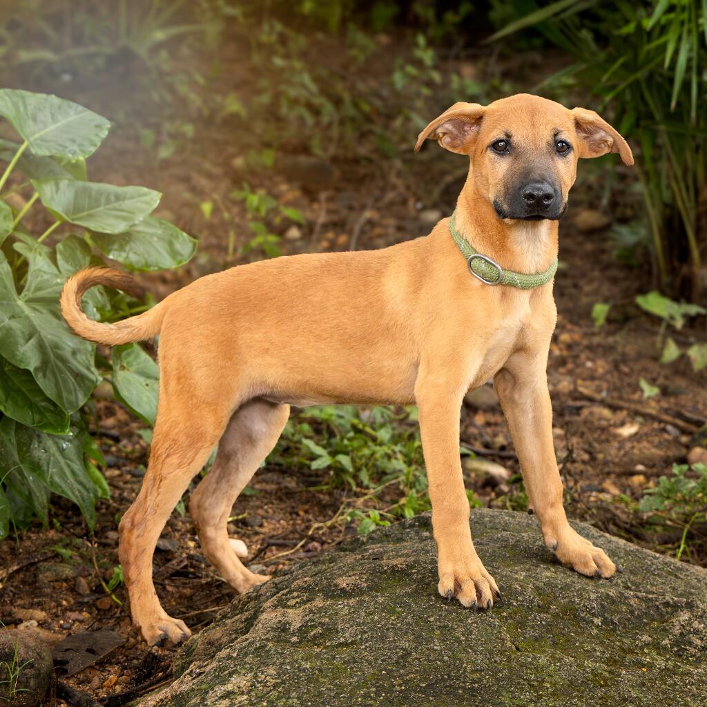 Tatia - Animal ID: 1831