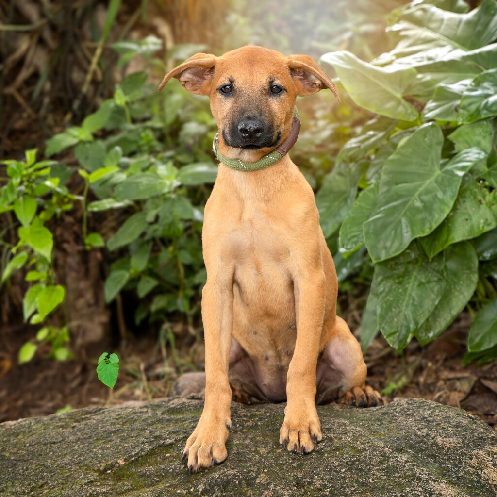 Tatia - Animal ID: 1831