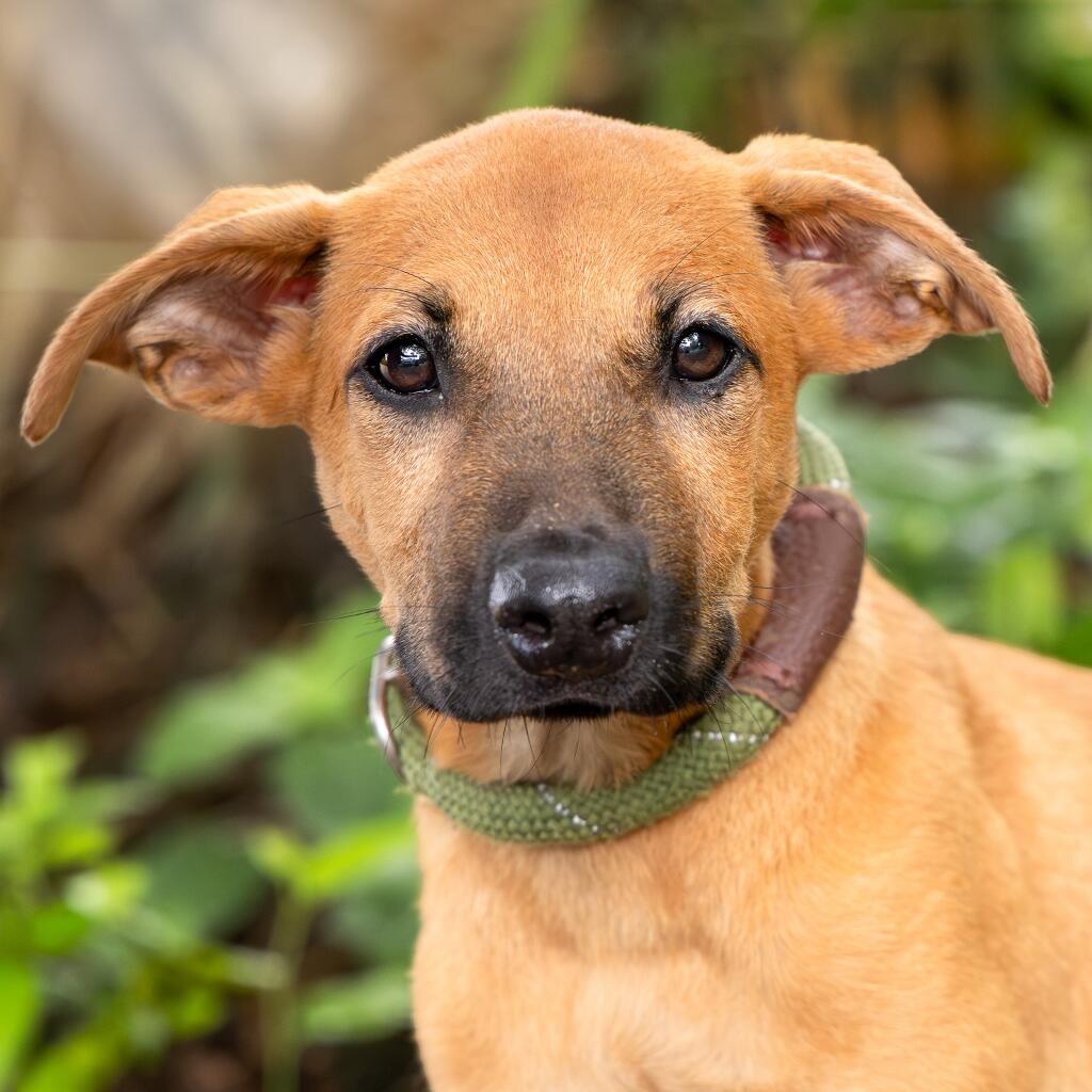 Tatia - Animal ID: 1831