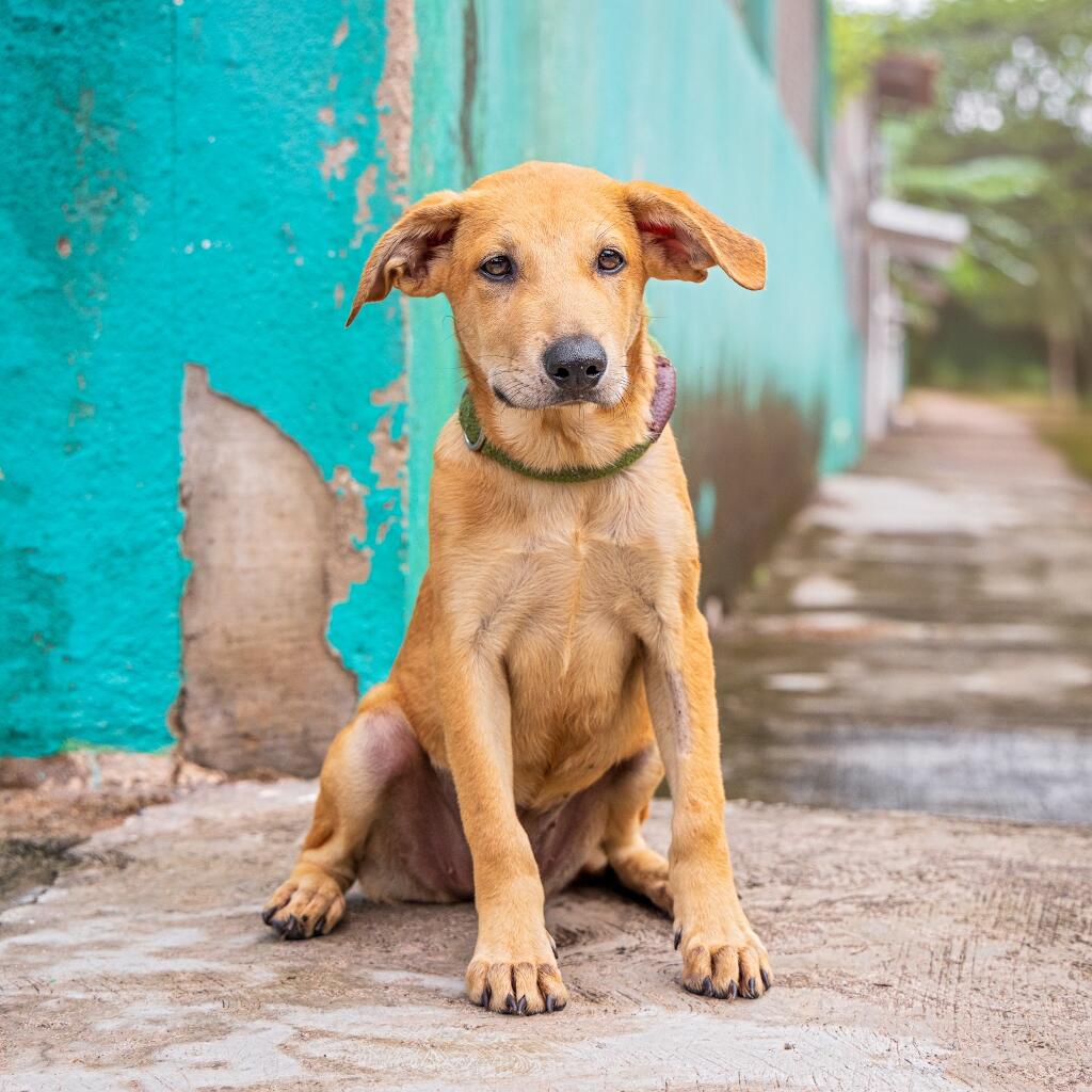 Thalia - Animal ID: 1833