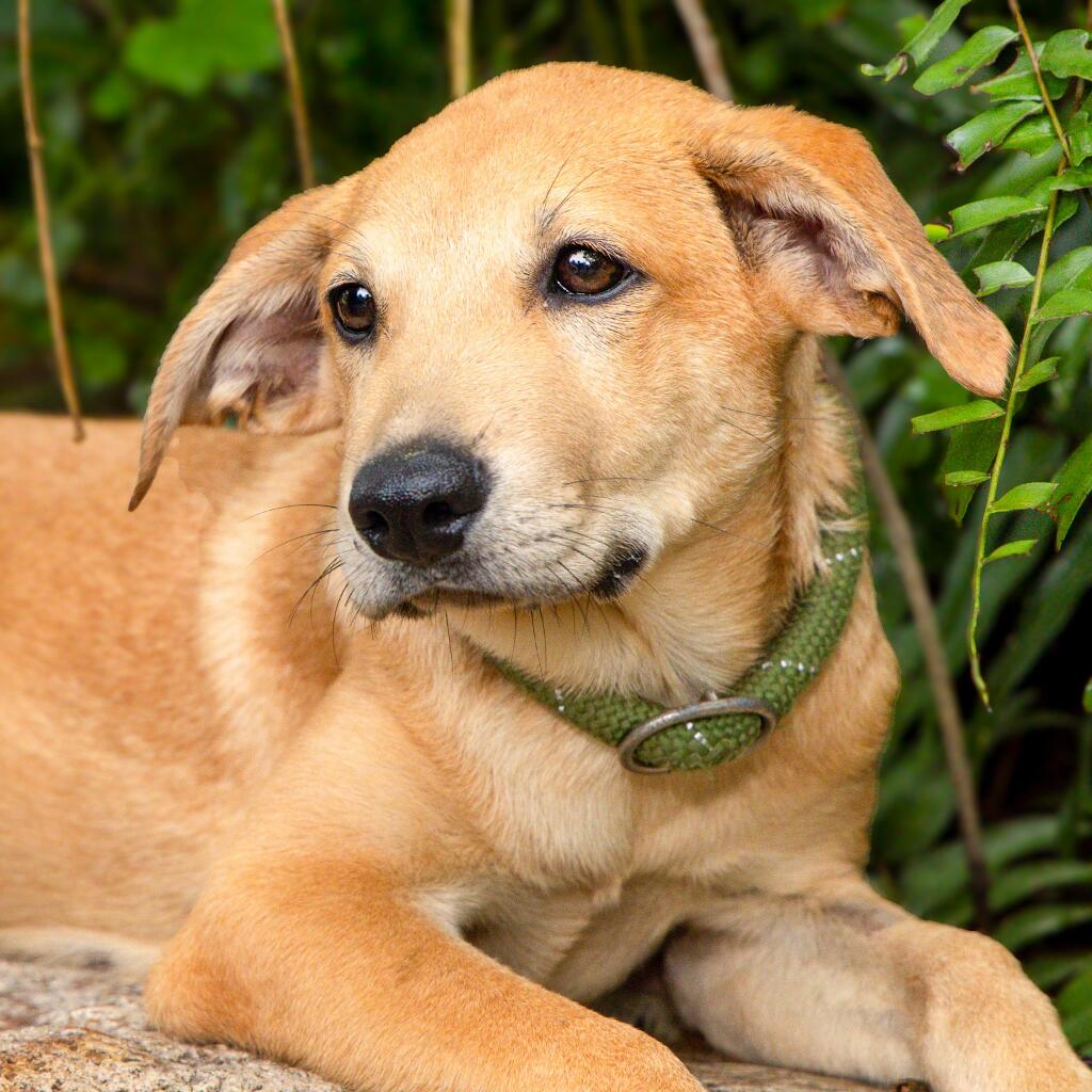 Thalia - Animal ID: 1833