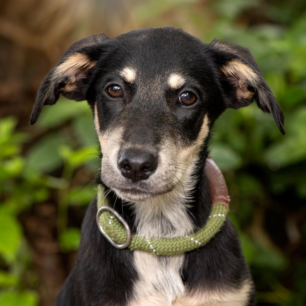 Tessa - Animal ID: 1835