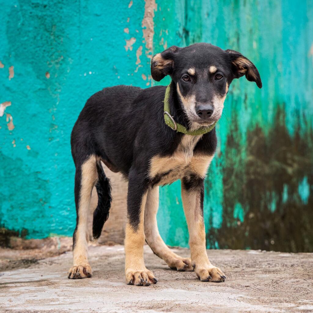 Tessa - Animal ID: 1835