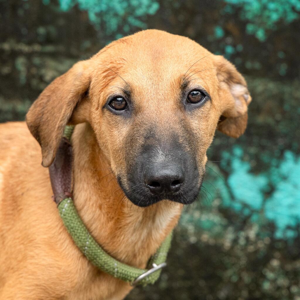 Teo - Animal ID: 1836