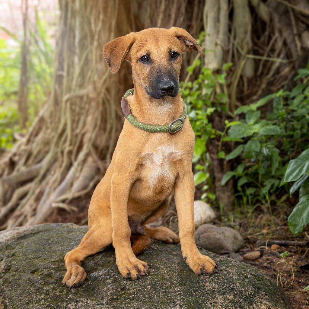 Teo - Animal ID: 1836