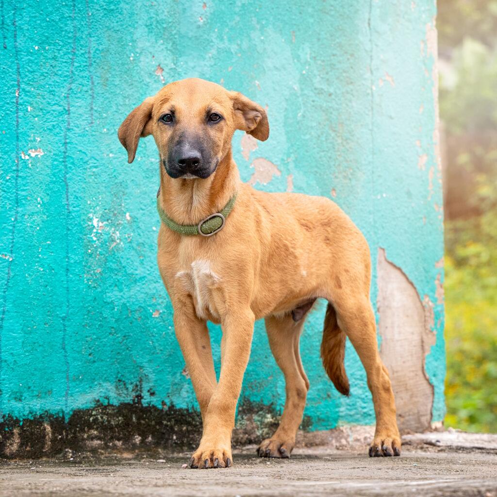 Teo - Animal ID: 1836