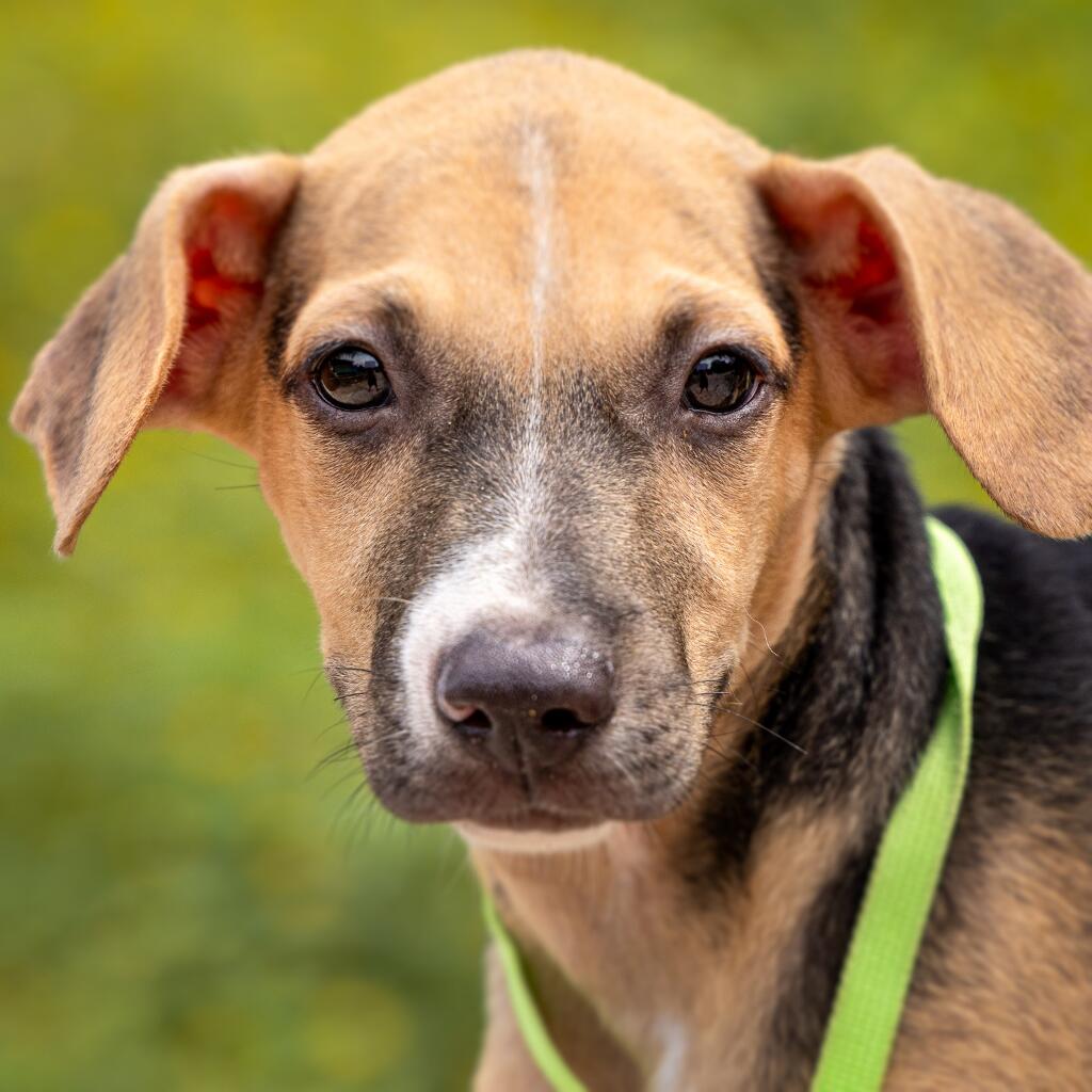 Google - Animal ID: 1837