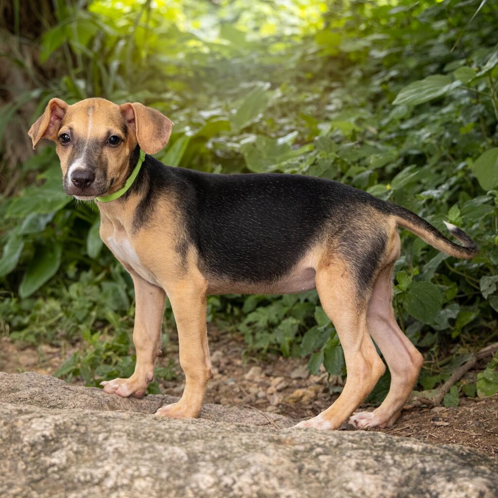 Google - Animal ID: 1837