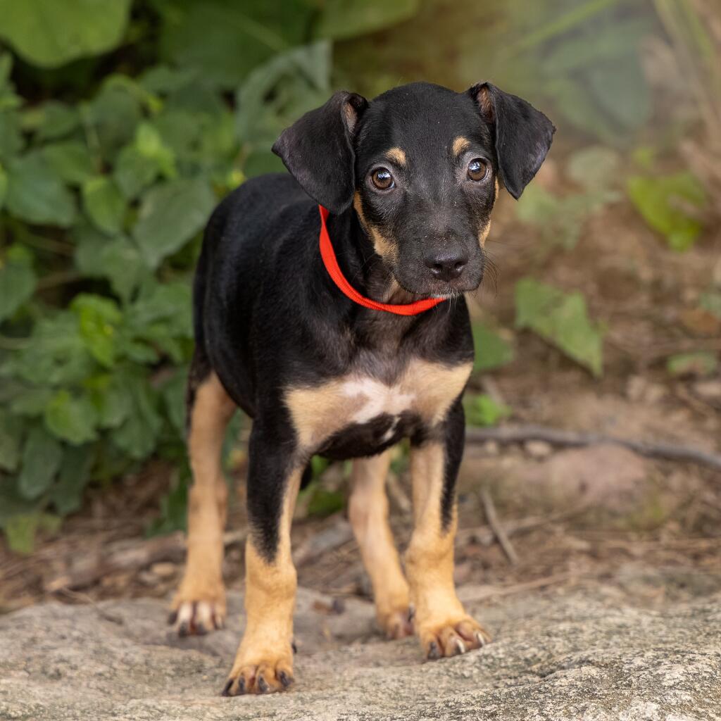 Yahoo - Animal ID: 1839