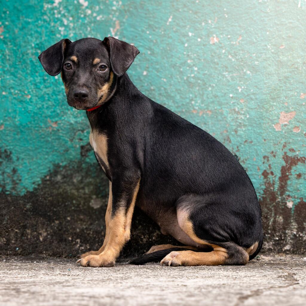 Yahoo - Animal ID: 1839