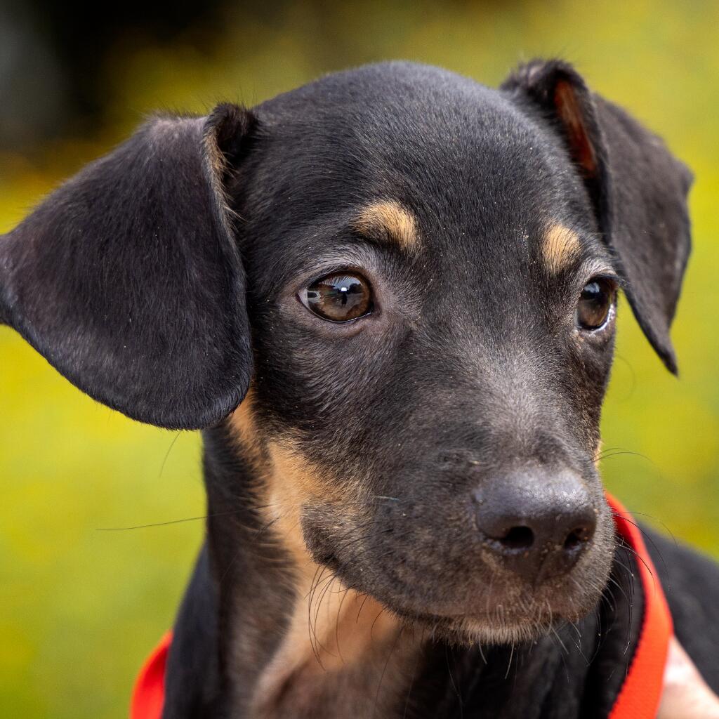 Yahoo - Animal ID: 1839