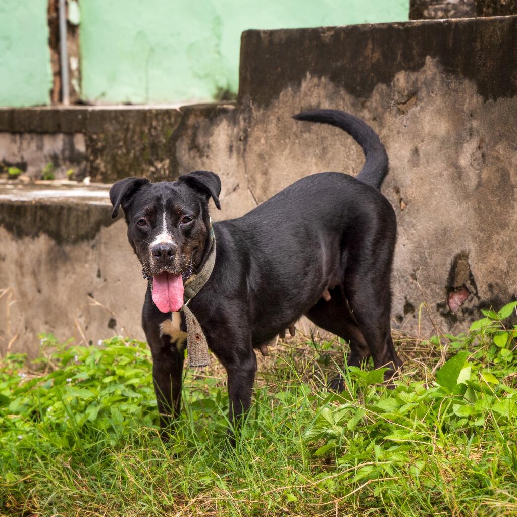 Tomasa - Animal ID: 1840