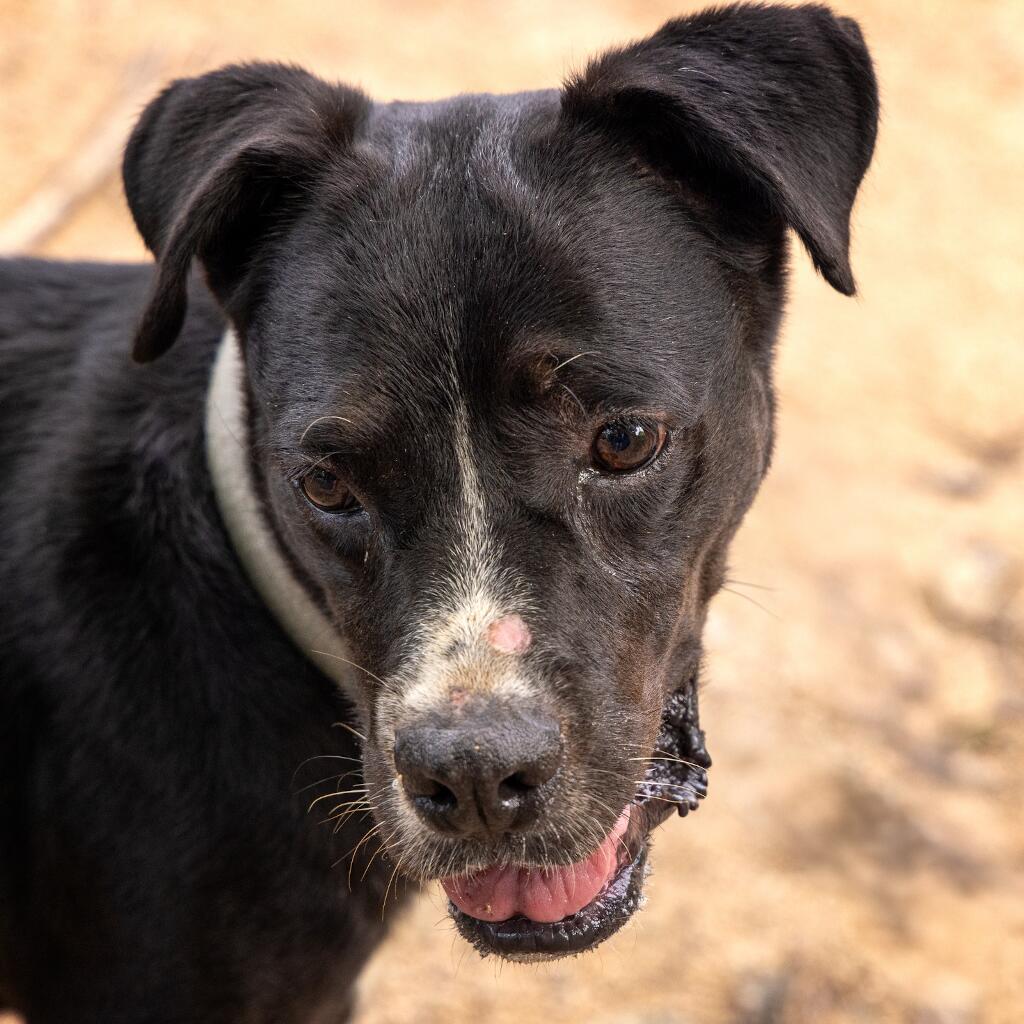 Tomasa - Animal ID: 1840