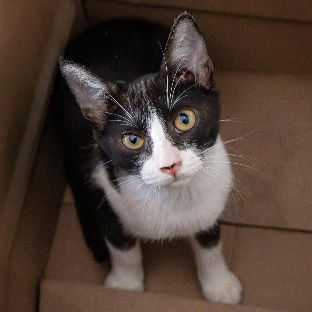 Pimienta - Animal ID: 1841