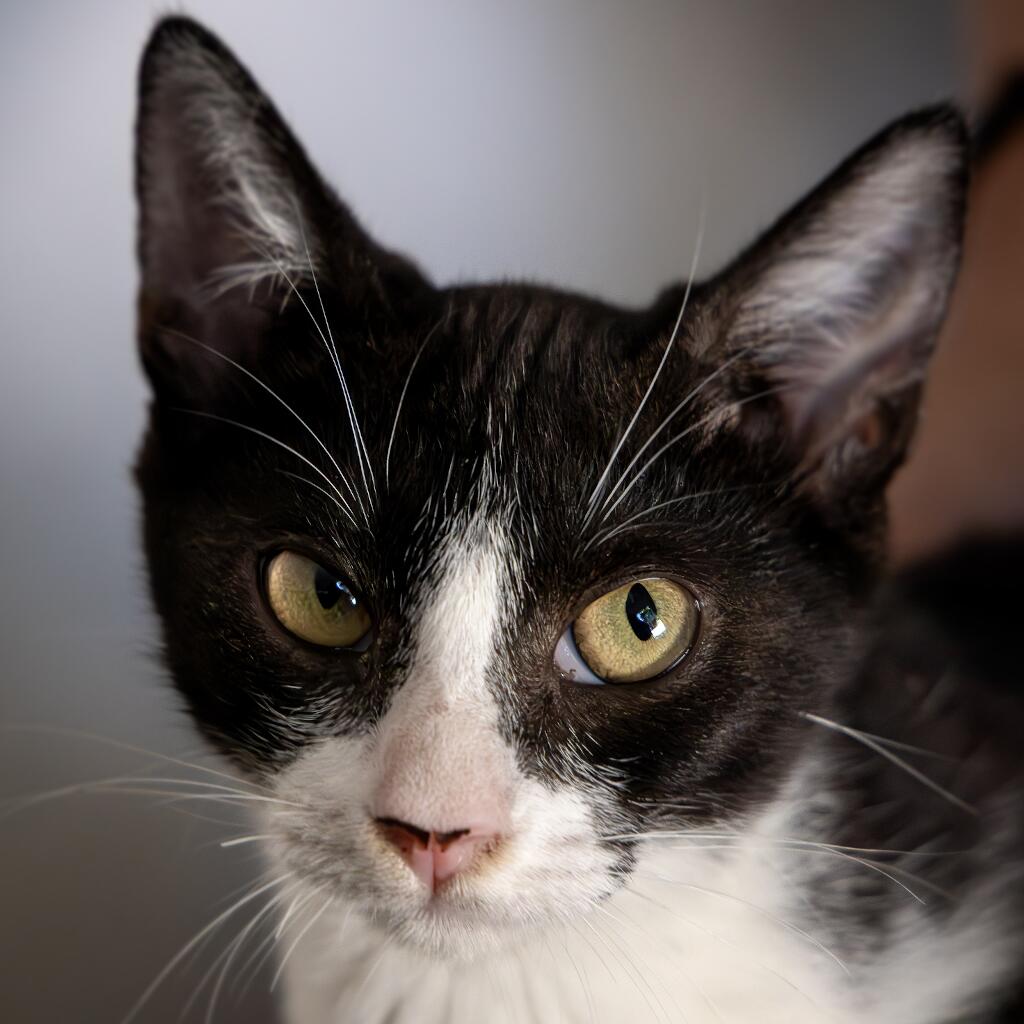 Pimienta - Animal ID: 1841