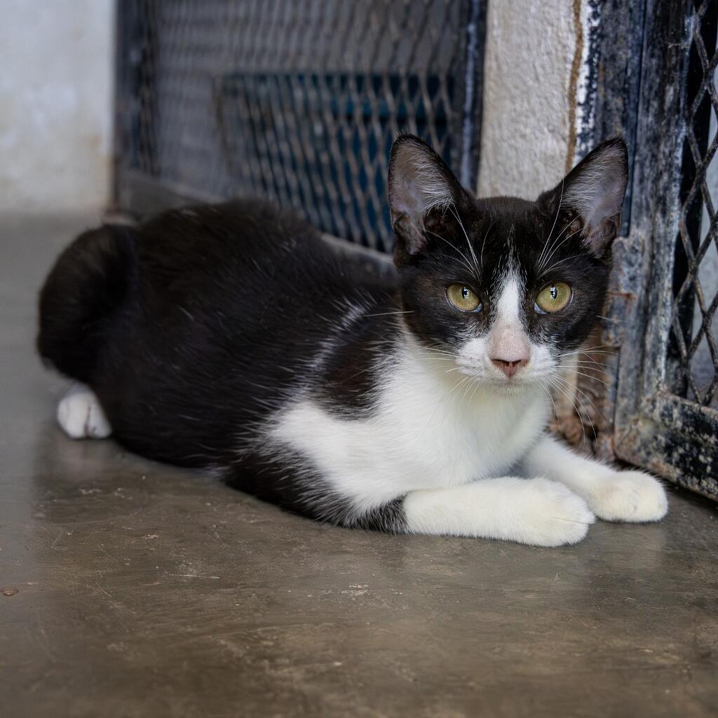 Pimienta - Animal ID: 1841