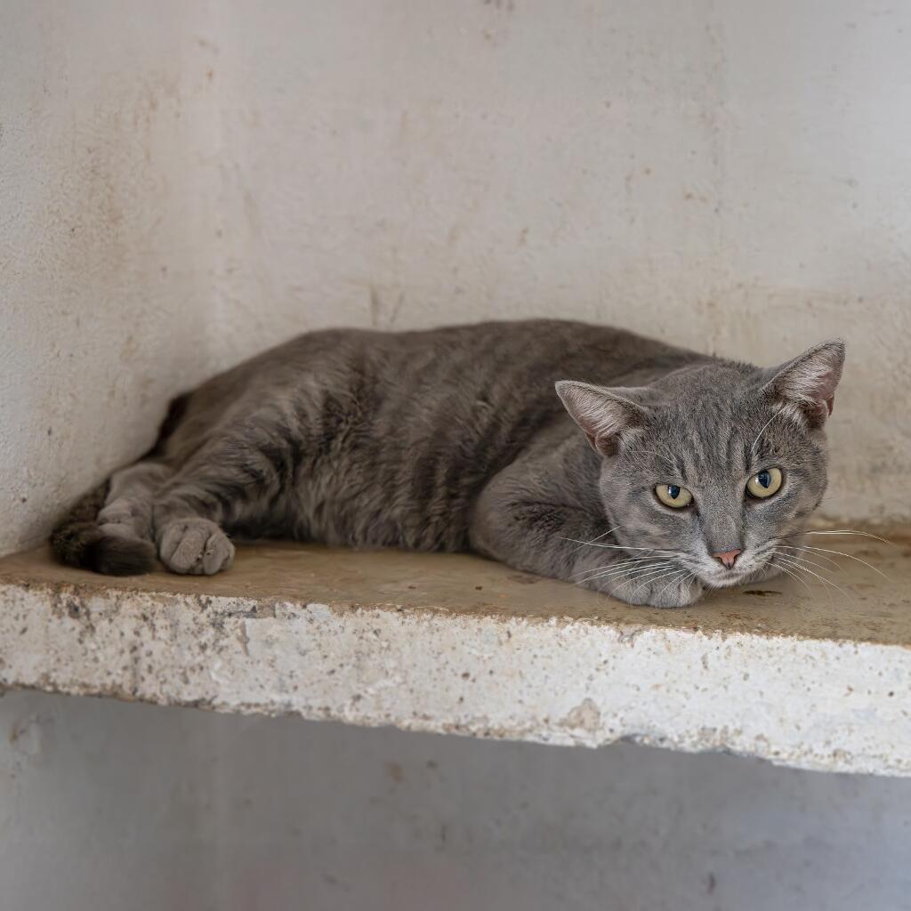 Presley - Animal ID: 1842