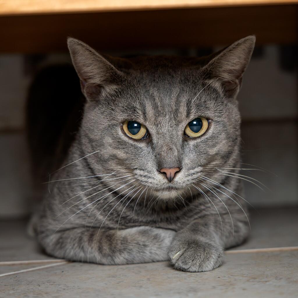 Presley - Animal ID: 1842