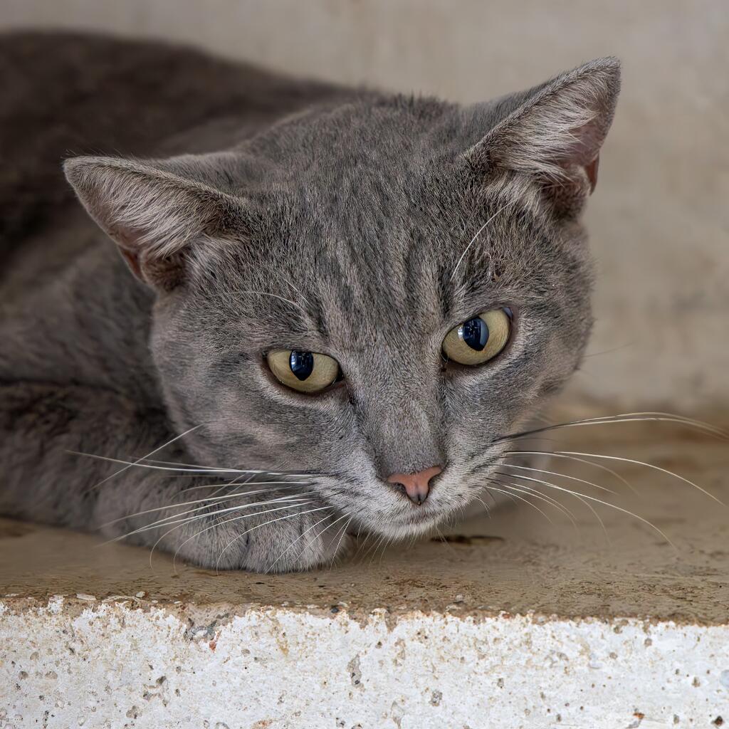 Presley - Animal ID: 1842