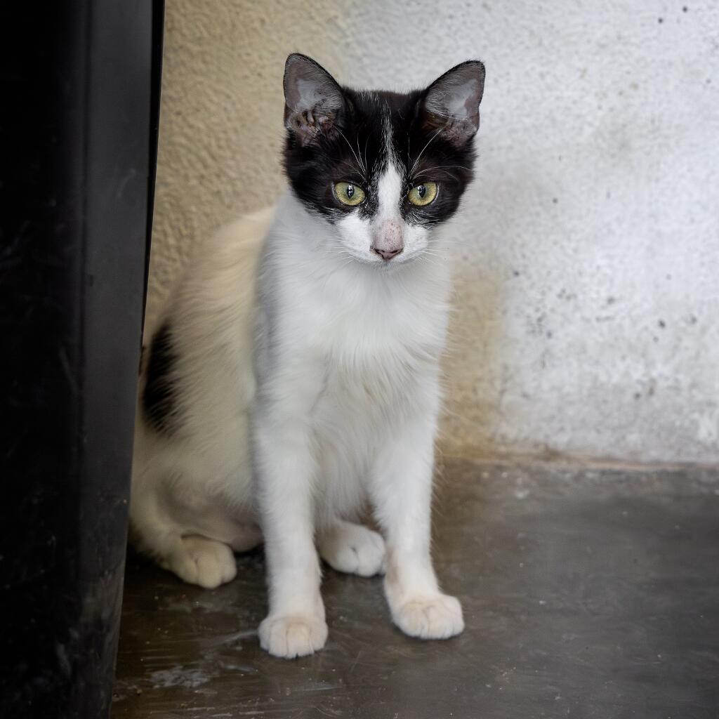 Pumpkin - Animal ID: 1843