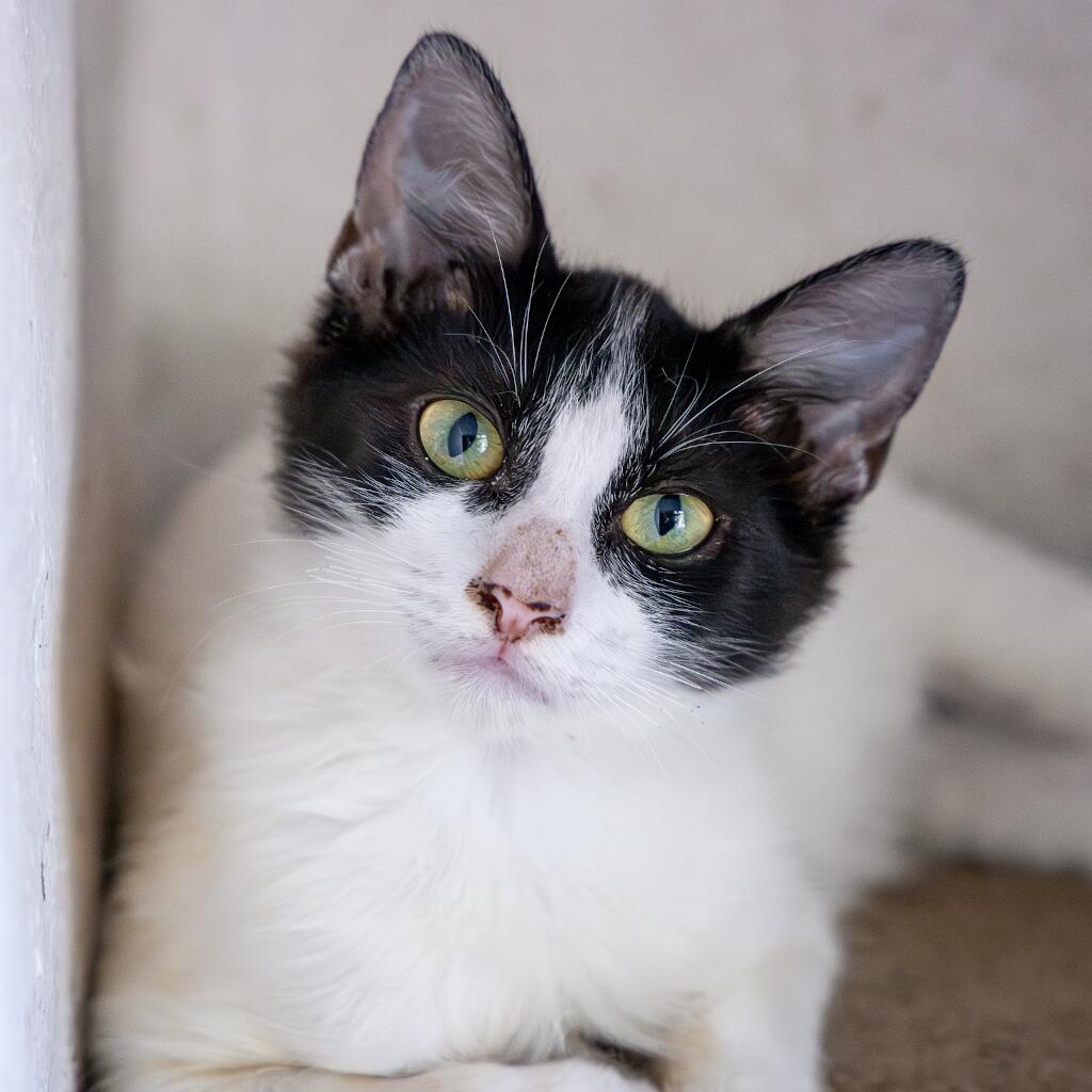 Pumpkin - Animal ID: 1843