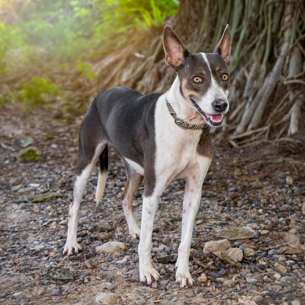 Esmeralda - Animal ID: 1845