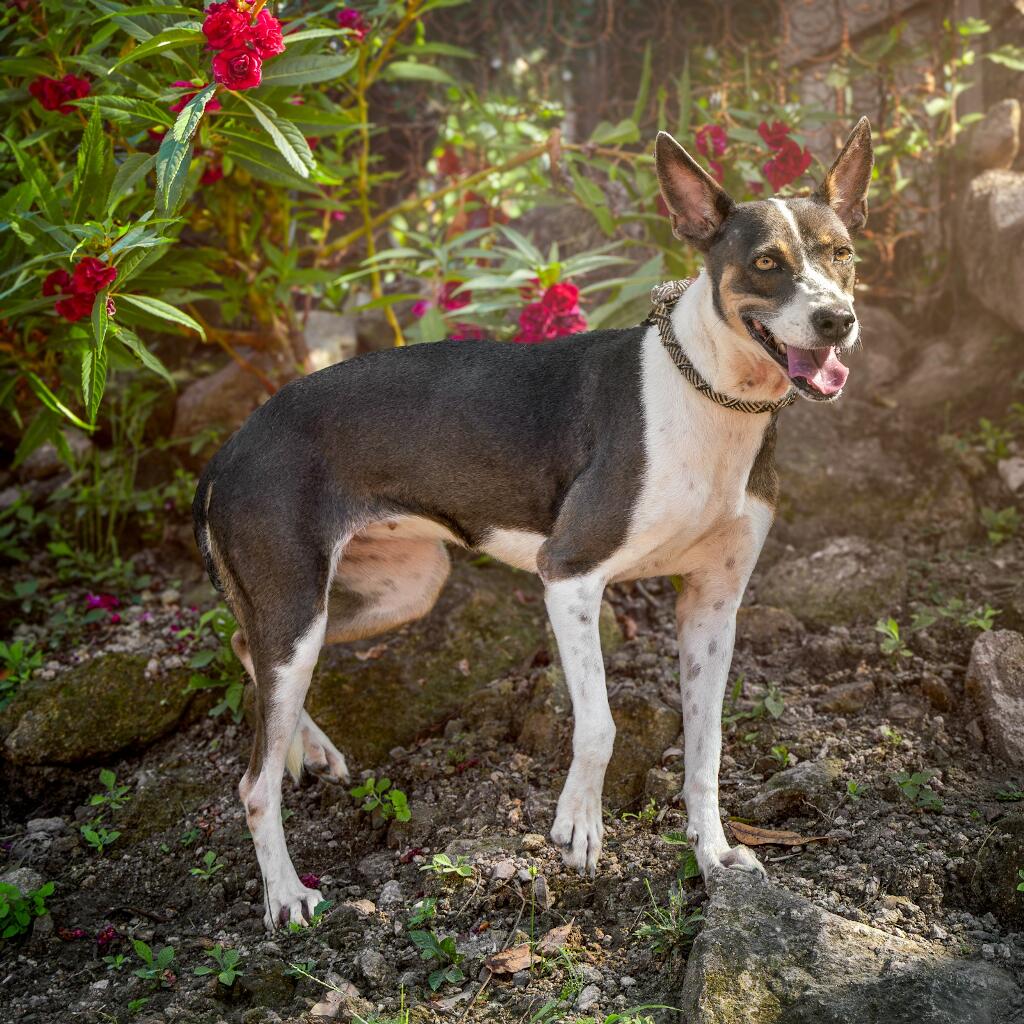 Esmeralda - Animal ID: 1845