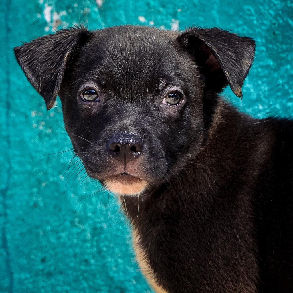 Koda - Animal ID: 1846