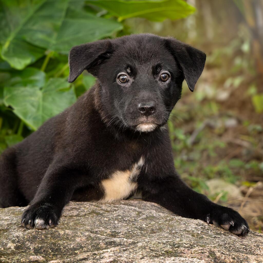 Koda - Animal ID: 1846