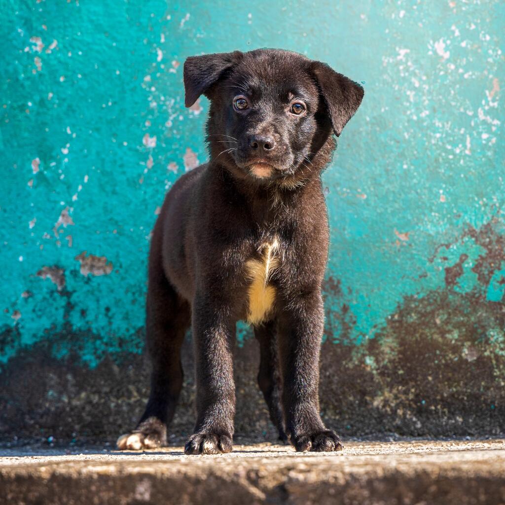 Koda - Animal ID: 1846