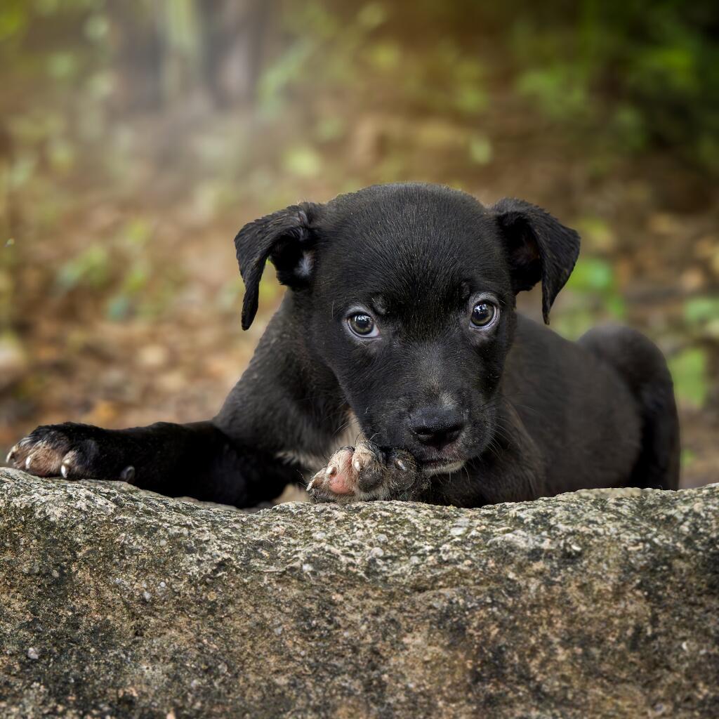 Kenai - Animal ID: 1847