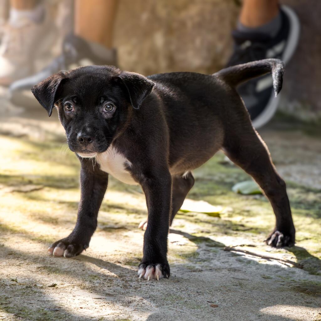 Kenai - Animal ID: 1847