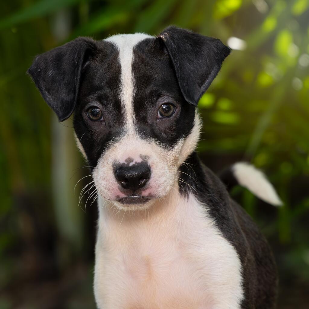 Baloo - Animal ID: 1848